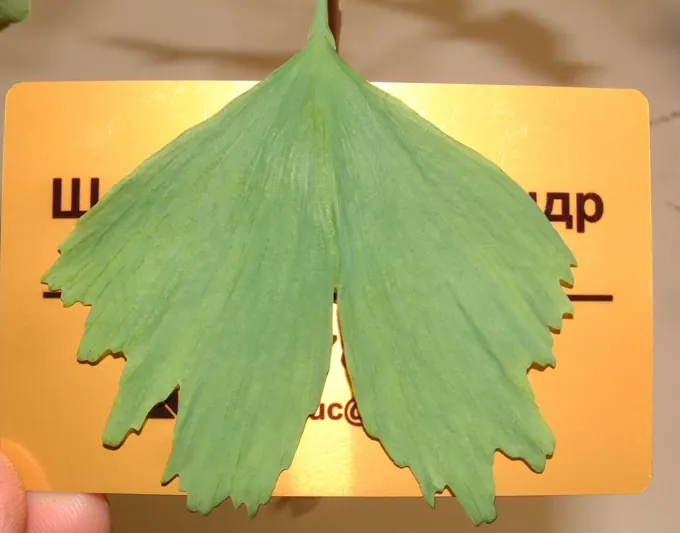 Morphologie foliaire et essais de matières premières