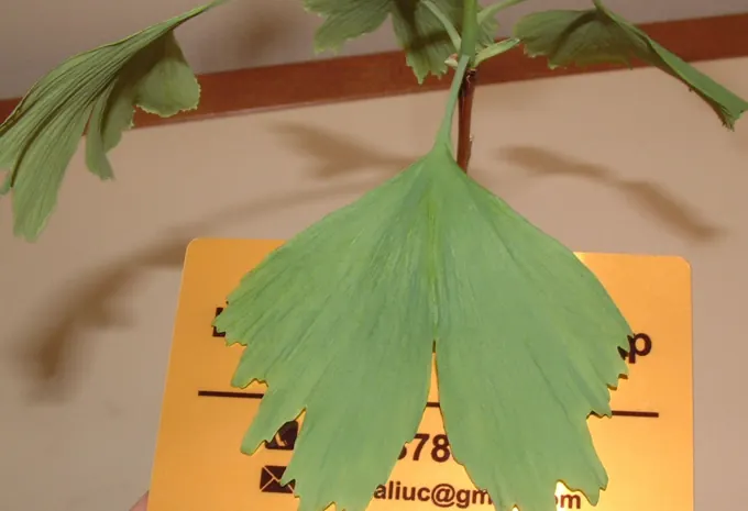 Morphologie foliaire et essais de matières premières