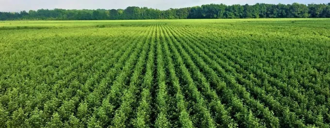 Industrial plantation model · archive reference