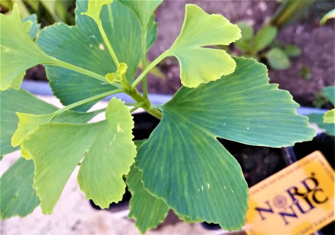 Leaf morphology and raw-material trials