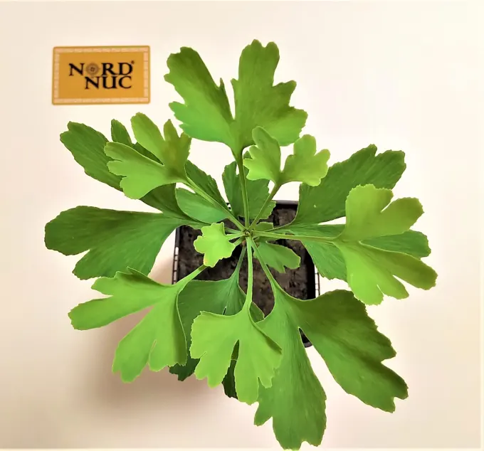 Morphologie foliaire et essais de matières premières